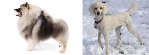 Keeshond vs Poodle - Breed Comparison