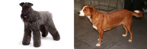 Kerry Blue Terrier vs Austrian Pinscher - Breed Comparison
