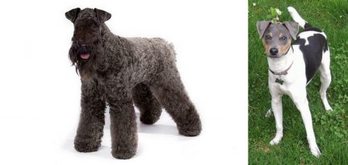 Kerry Blue Terrier vs Brazilian Terrier - Breed Comparison