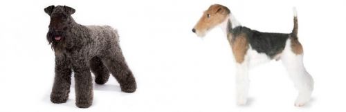 Kerry Blue Terrier vs Fox Terrier