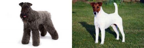 Kerry Blue Terrier vs Fox Terrier (Smooth) - Breed Comparison