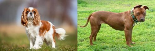King Charles Spaniel vs American Pit Bull Terrier - Breed Comparison