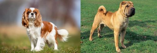 King Charles Spaniel vs Chinese Shar Pei - Breed Comparison