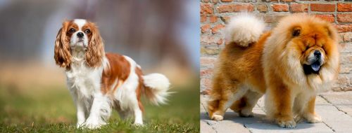 King Charles Spaniel vs Chow Chow - Breed Comparison