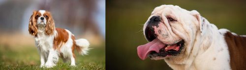 King Charles Spaniel vs English Bulldog - Breed Comparison
