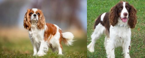 King Charles Spaniel vs English Springer Spaniel - Breed Comparison