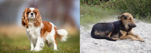 King Charles Spaniel vs Indian Pariah Dog - Breed Comparison