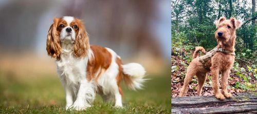 King Charles Spaniel vs Irish Terrier - Breed Comparison
