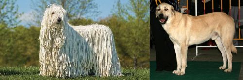Komondor vs Central Anatolian Shepherd
