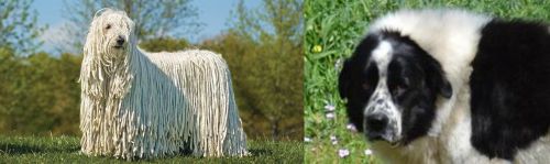 Komondor vs Greek Sheepdog