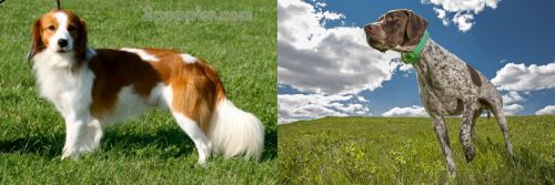 Kooikerhondje vs Braque Francais (Pyrenean Type) - Breed Comparison