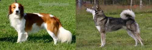 Kooikerhondje vs East Siberian Laika - Breed Comparison