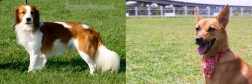 Kooikerhondje vs Formosan Mountain Dog - Breed Comparison