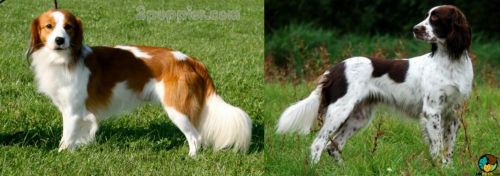 Kooikerhondje vs French Spaniel - Breed Comparison