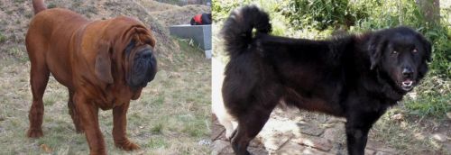 Korean Mastiff vs Bakharwal Dog - Breed Comparison