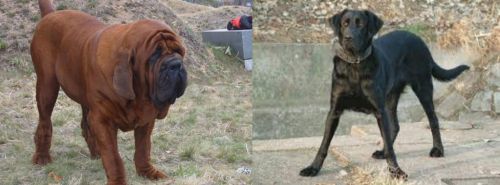 Korean Mastiff vs Cao de Castro Laboreiro