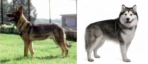 Kunming Dog vs Alaskan Malamute - Breed Comparison