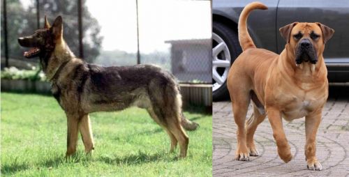 Kunming Dog vs Boerboel