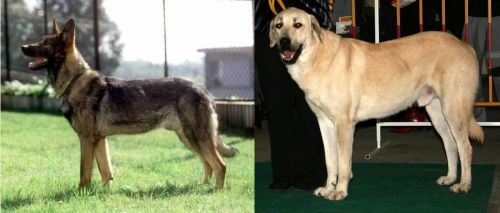 Kunming Dog vs Central Anatolian Shepherd - Breed Comparison