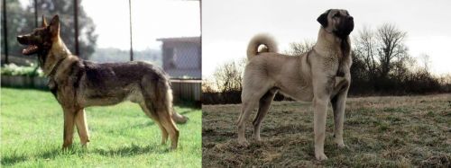 Kunming Dog vs Kangal Dog - Breed Comparison