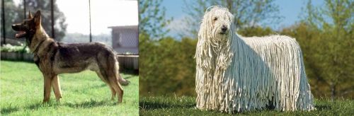 Kunming Dog vs Komondor - Breed Comparison