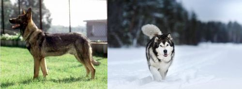 Kunming Dog vs Siberian Husky - Breed Comparison