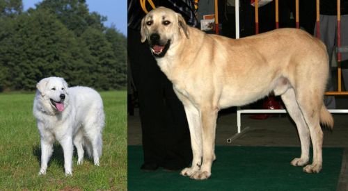 Kuvasz vs Central Anatolian Shepherd - Breed Comparison