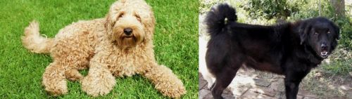 Labradoodle vs Bakharwal Dog - Breed Comparison