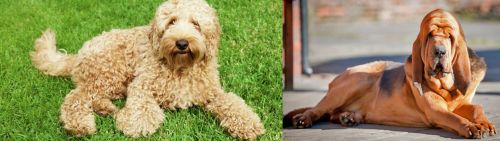 Labradoodle vs Bloodhound