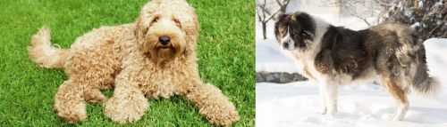 Labradoodle vs Caucasian Shepherd - Breed Comparison