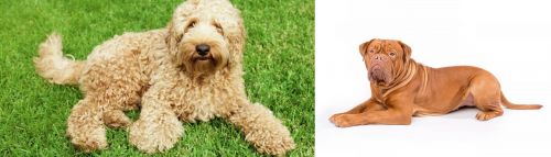 Labradoodle vs Dogue De Bordeaux - Breed Comparison
