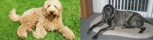 Labradoodle vs Giant Maso Mastiff - Breed Comparison