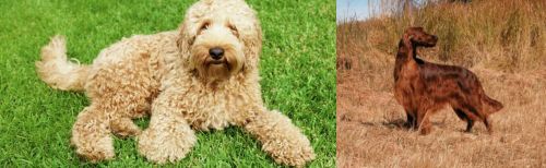 Labradoodle vs Irish Setter - Breed Comparison