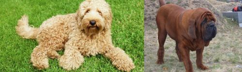 Labradoodle vs Korean Mastiff - Breed Comparison
