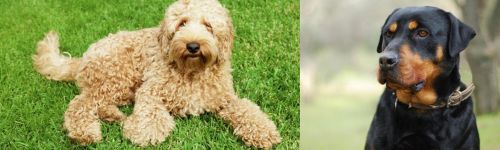 Labradoodle vs Rottweiler - Breed Comparison
