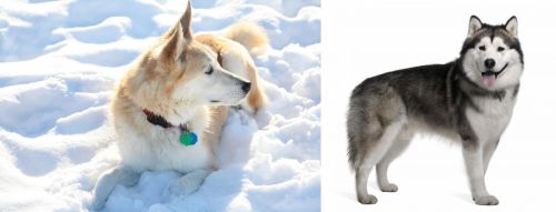 Labrador Husky vs Alaskan Malamute - Breed Comparison