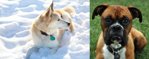 Labrador Husky vs Boxer - Breed Comparison