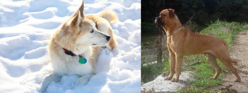 Labrador Husky vs Bullmastiff - Breed Comparison