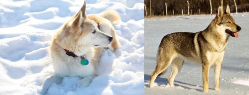 Labrador Husky vs Czechoslovakian Wolfdog - Breed Comparison