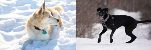 Labrador Husky vs Eurohound