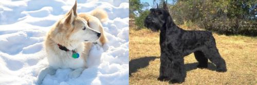 Labrador Husky vs Giant Schnauzer - Breed Comparison