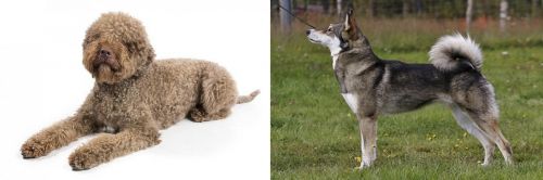 Lagotto Romagnolo vs East Siberian Laika - Breed Comparison
