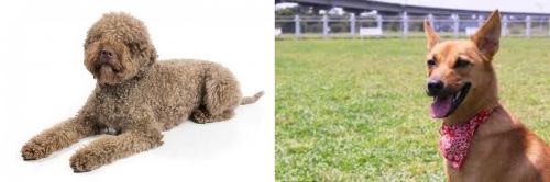 Lagotto Romagnolo vs Formosan Mountain Dog - Breed Comparison