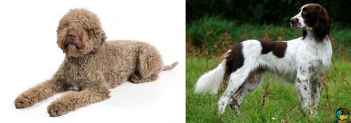 Lagotto Romagnolo vs French Spaniel - Breed Comparison
