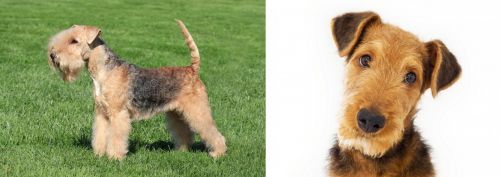 Lakeland Terrier vs Airedale Terrier