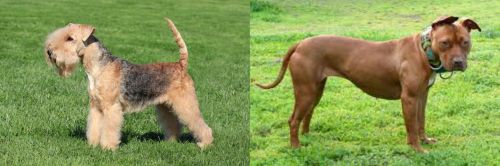 Lakeland Terrier vs American Pit Bull Terrier