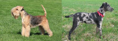 Lakeland Terrier vs Atlas Terrier - Breed Comparison