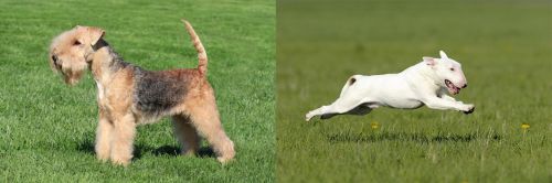 Lakeland Terrier vs Bull Terrier
