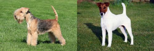 Lakeland Terrier vs Fox Terrier (Smooth)