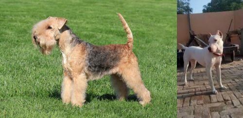 Lakeland Terrier vs Indian Bull Terrier - Breed Comparison